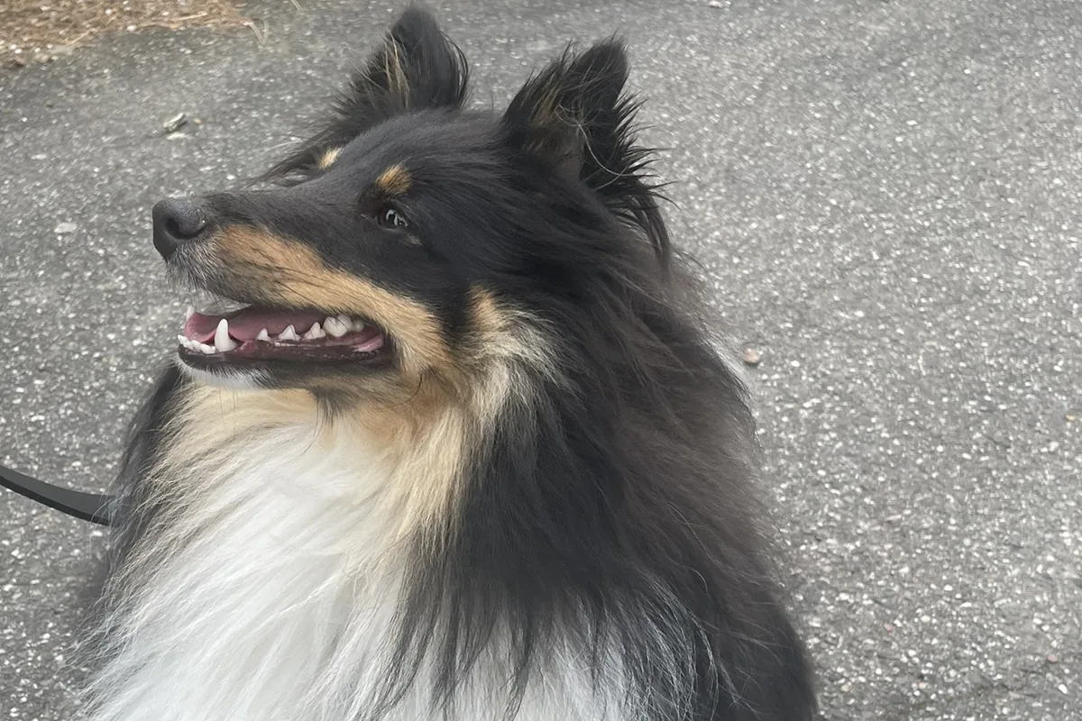 Confier son animal à une petsitter professionnelle ?