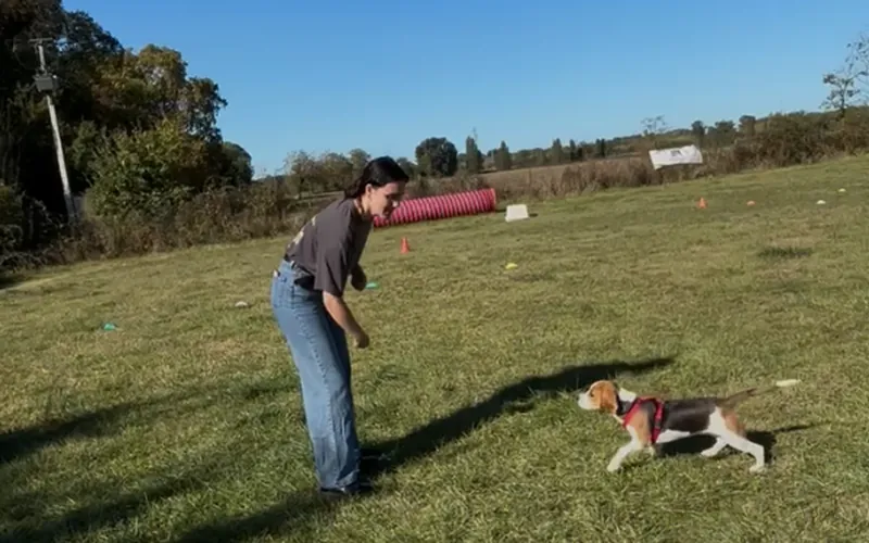 Éducation canine