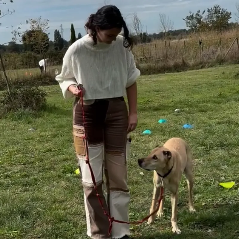 Coaching en éducation canine