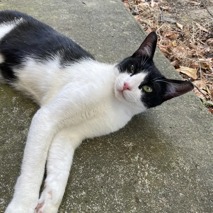 Chat noir et blanc allongé au soleil