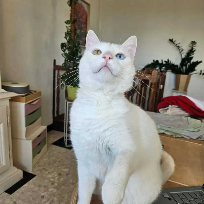 Chat blanc aux yeux vairons, assis