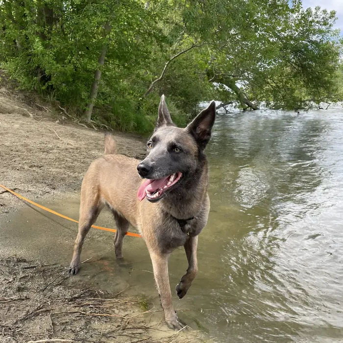 Chien au bord de l'eau, pendant une promenade