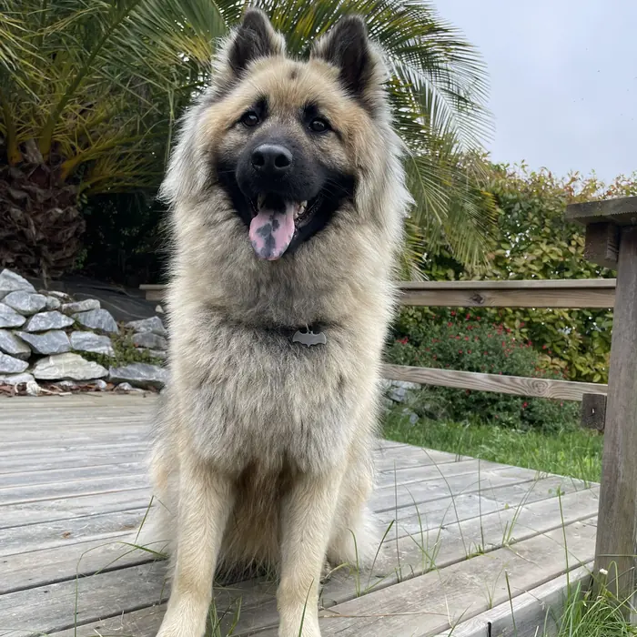 Chien berger, debout sur une terrasse