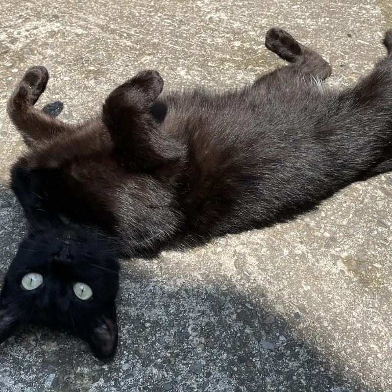 Malibu, le chat noir de Marion, allongé au soleil dans la cour