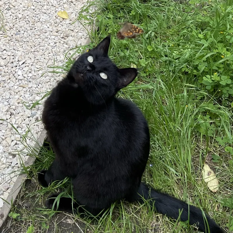 Piwi, le chat noir de Marion, qui observe un papillon dans le jardin