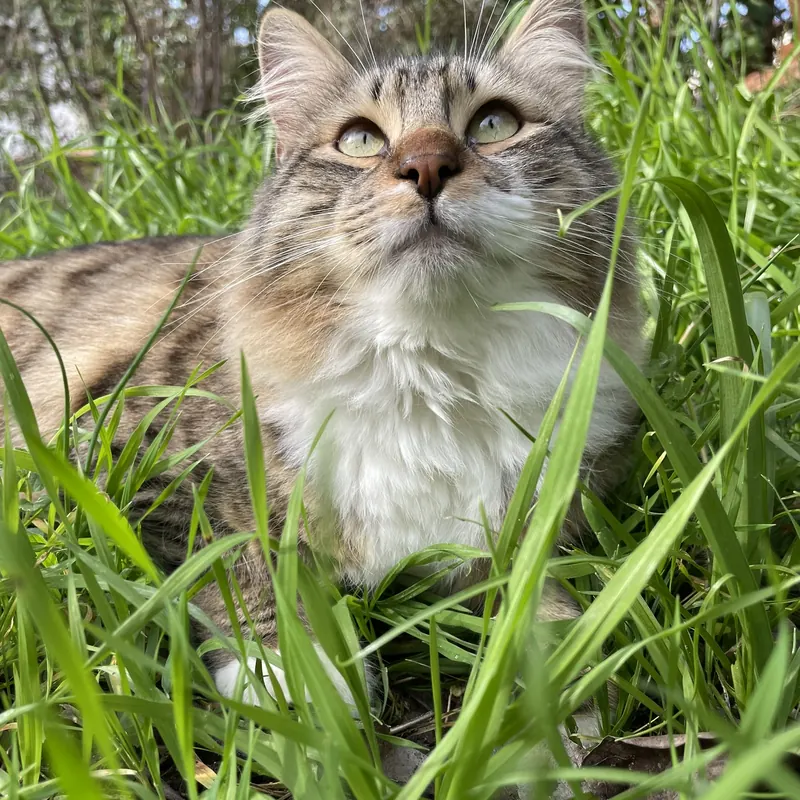 Uston, le chat tigré de Marion, assis dans l'herbe